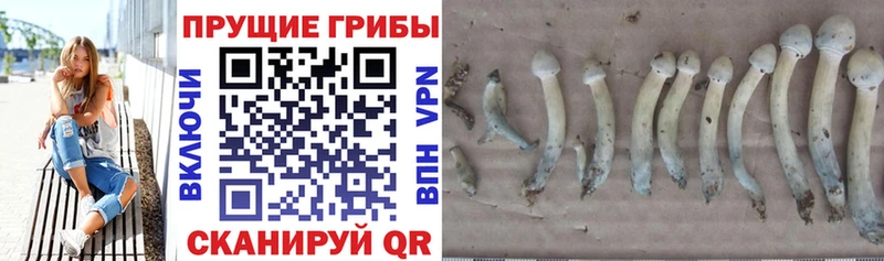 Галлюциногенные грибы ЛСД  Купить где  Горнозаводск 